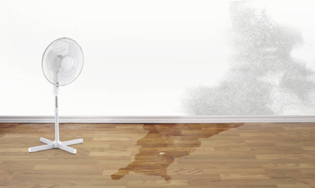 Best Ceiling water damage repair  in Wauseon, OH